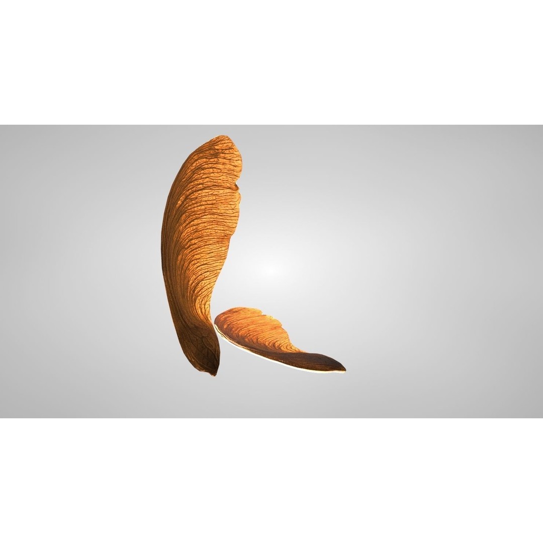 Maple Seed 3D Model – Low Poly PBR Asset, FBX & OBJ Formats - View 10