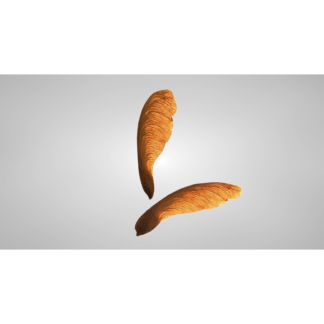 Maple Seed 3D Model – Low Poly PBR Asset, FBX & OBJ Formats - View 11