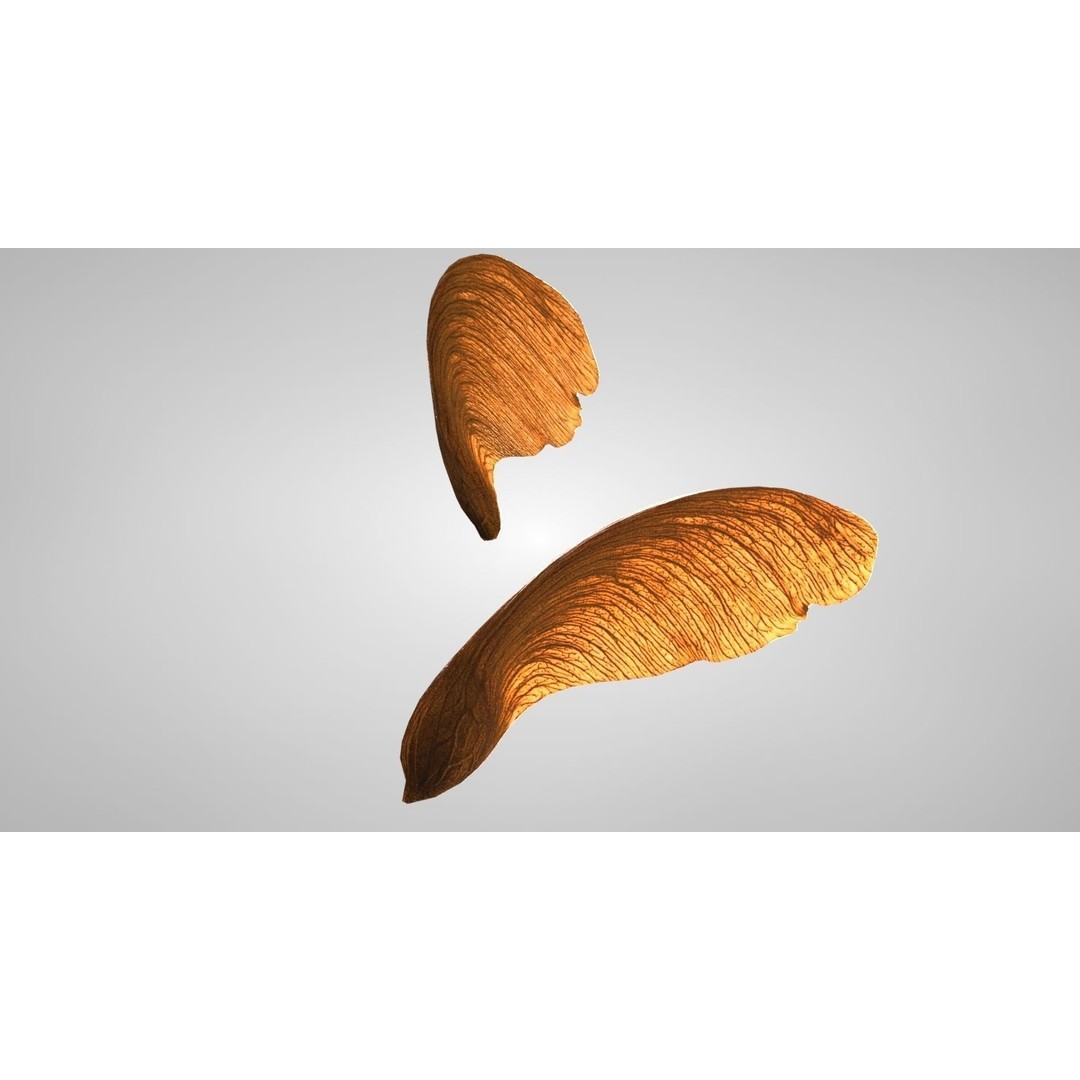 Maple Seed 3D Model – Low Poly PBR Asset, FBX & OBJ Formats - View 12