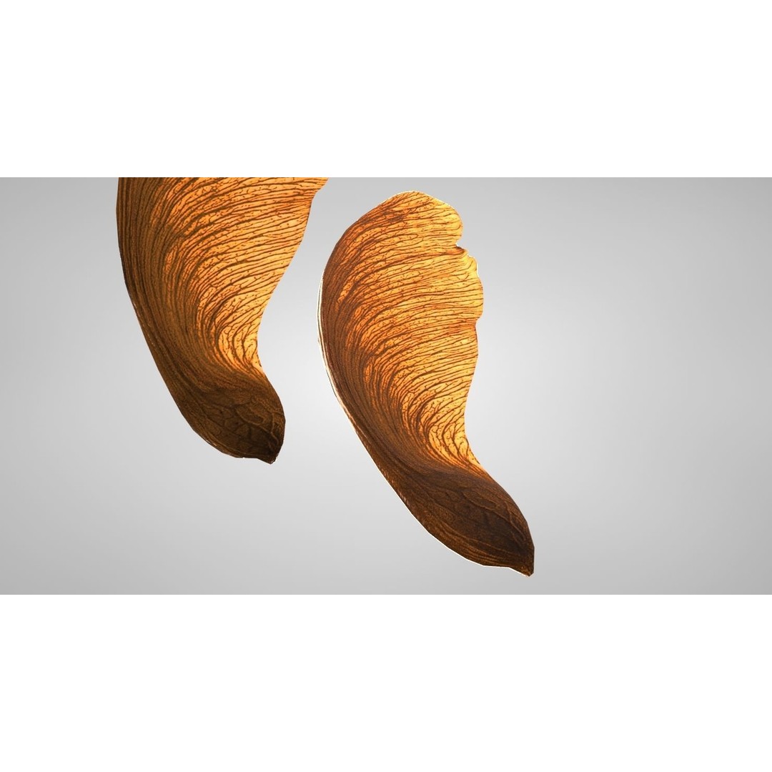 Maple Seed 3D Model – Low Poly PBR Asset, FBX & OBJ Formats - View 13
