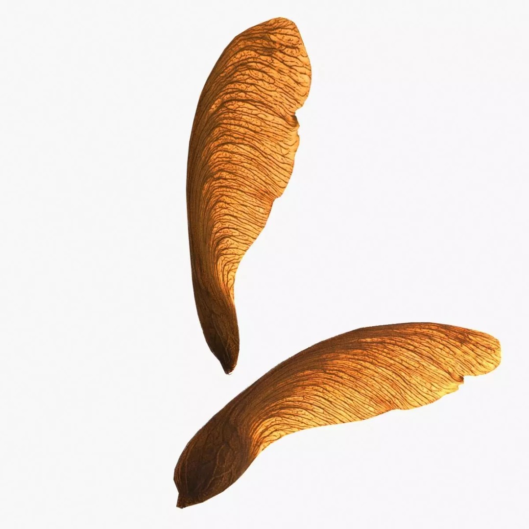Maple Seed 3D Model – Low Poly PBR Asset, FBX & OBJ Formats - View 2