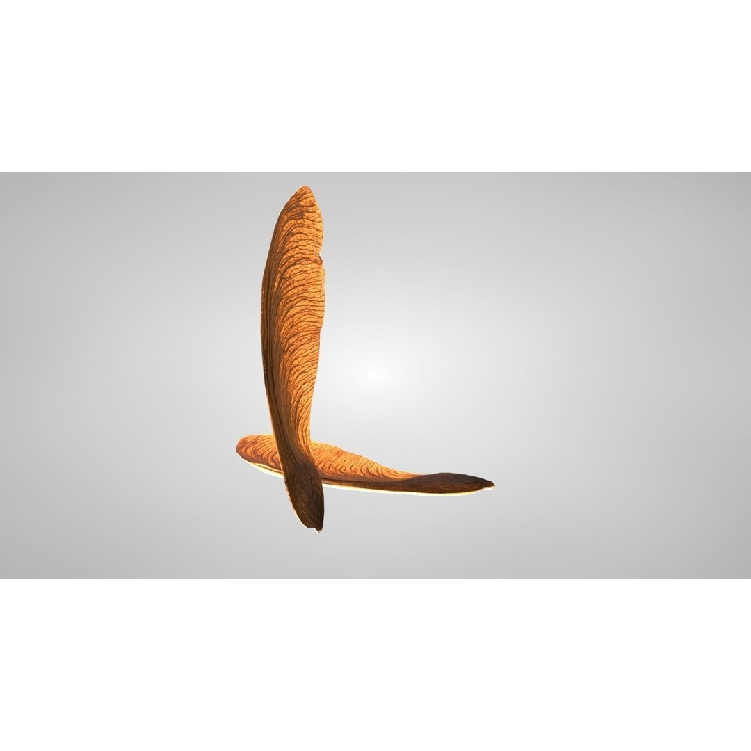 Maple Seed 3D Model – Low Poly PBR Asset, FBX & OBJ Formats - View 4