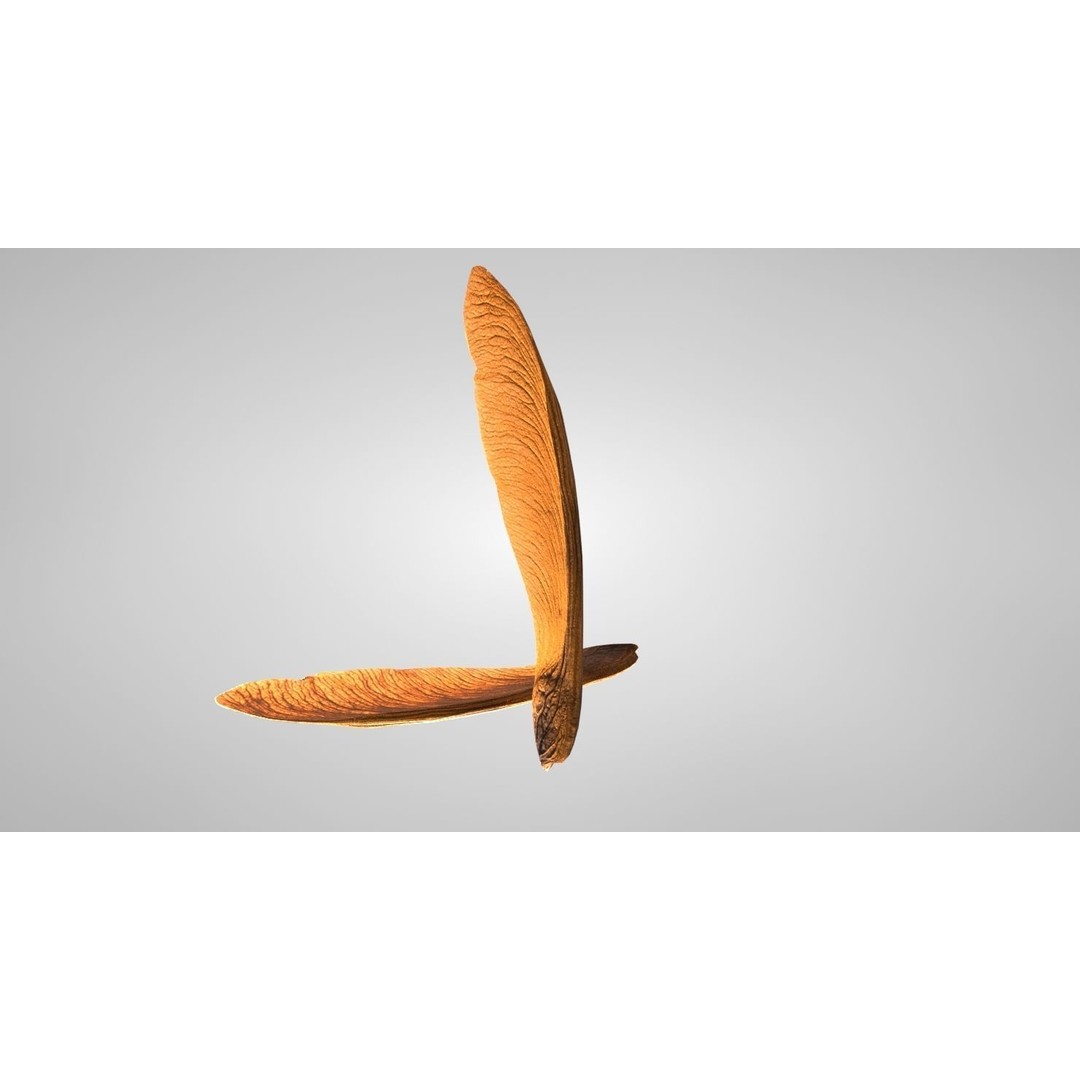 Maple Seed 3D Model – Low Poly PBR Asset, FBX & OBJ Formats - View 5