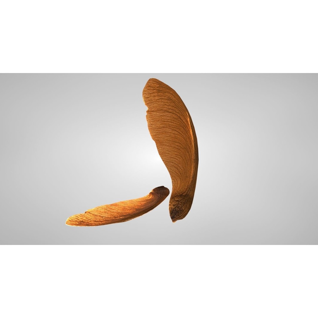 Maple Seed 3D Model – Low Poly PBR Asset, FBX & OBJ Formats - View 6