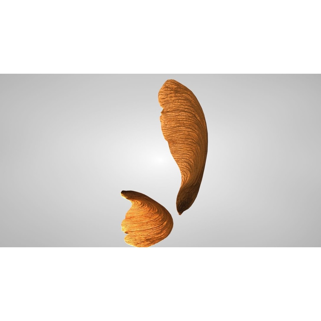Maple Seed 3D Model – Low Poly PBR Asset, FBX & OBJ Formats - View 7