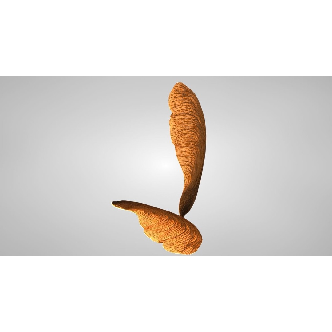 Maple Seed 3D Model – Low Poly PBR Asset, FBX & OBJ Formats - View 8