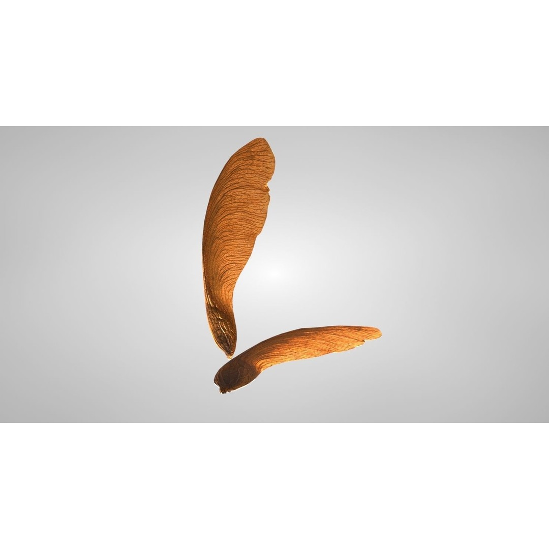 Maple Seed 3D Model – Low Poly PBR Asset, FBX & OBJ Formats - View 9