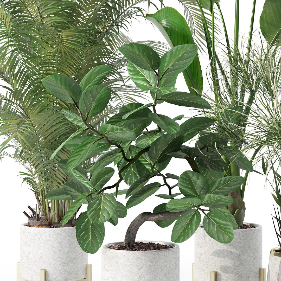 Plants 3D Model – Detailed Collection, PBR Textures, FBX, OBJ