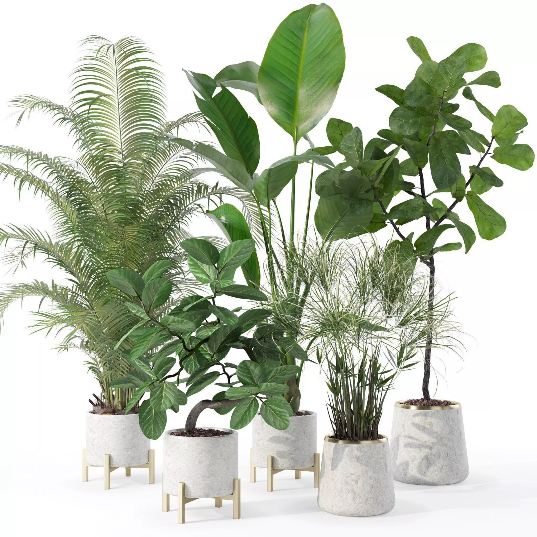 Plants 3D Model – Detailed Collection, PBR Textures, FBX, OBJ - View 2