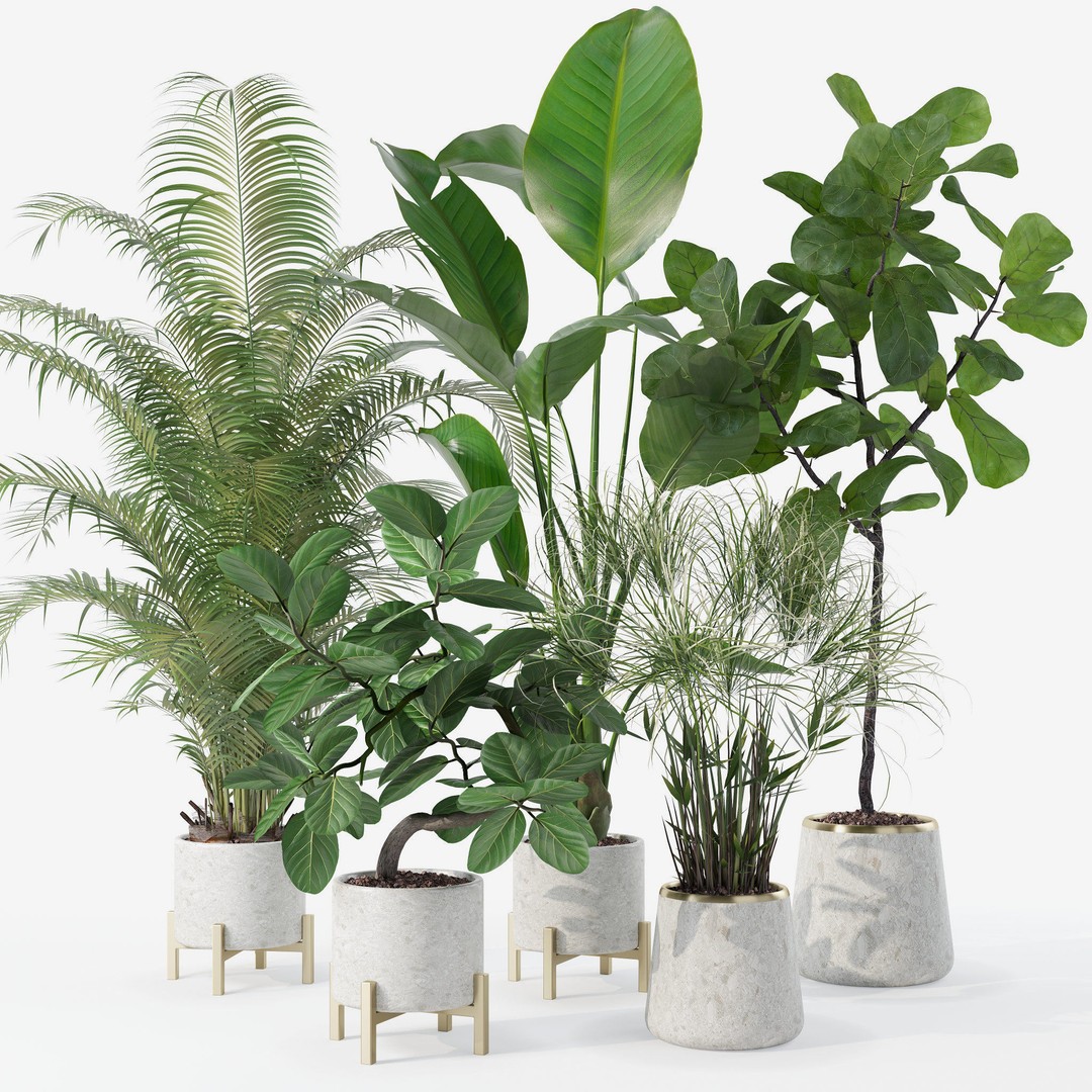 Plants 3D Model – Detailed Collection, PBR Textures, FBX, OBJ - View 20