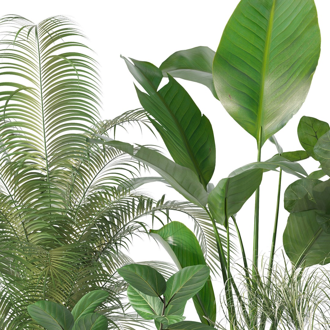 Plants 3D Model – Detailed Collection, PBR Textures, FBX, OBJ - View 31