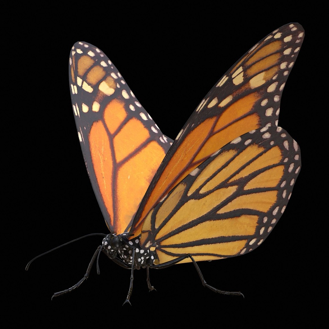 Monarch Butterfly 3D Model – Low Poly PBR Game Asset, FBX/OBJ - View 3