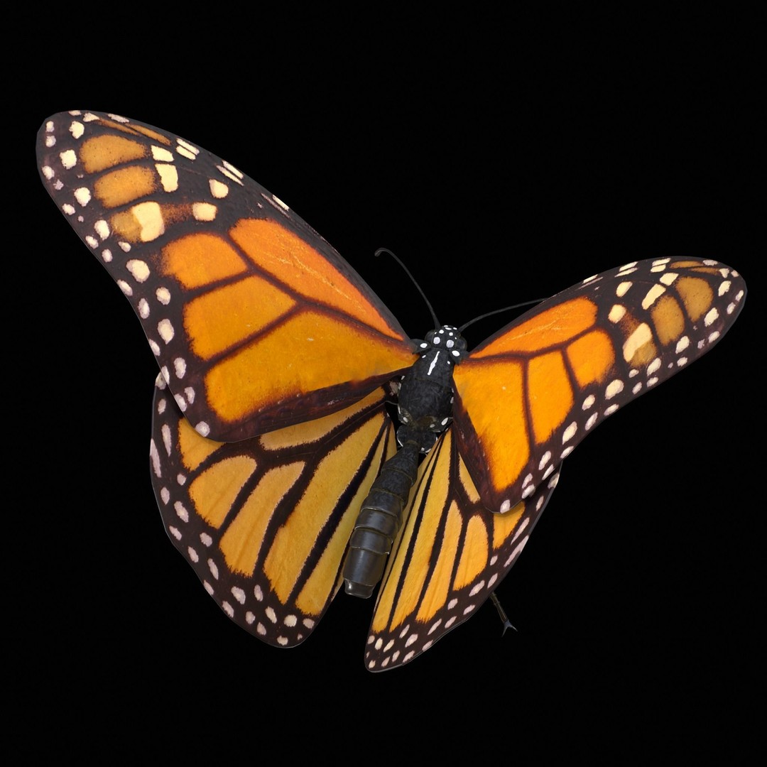 Monarch Butterfly 3D Model – Low Poly PBR Game Asset, FBX/OBJ - View 4