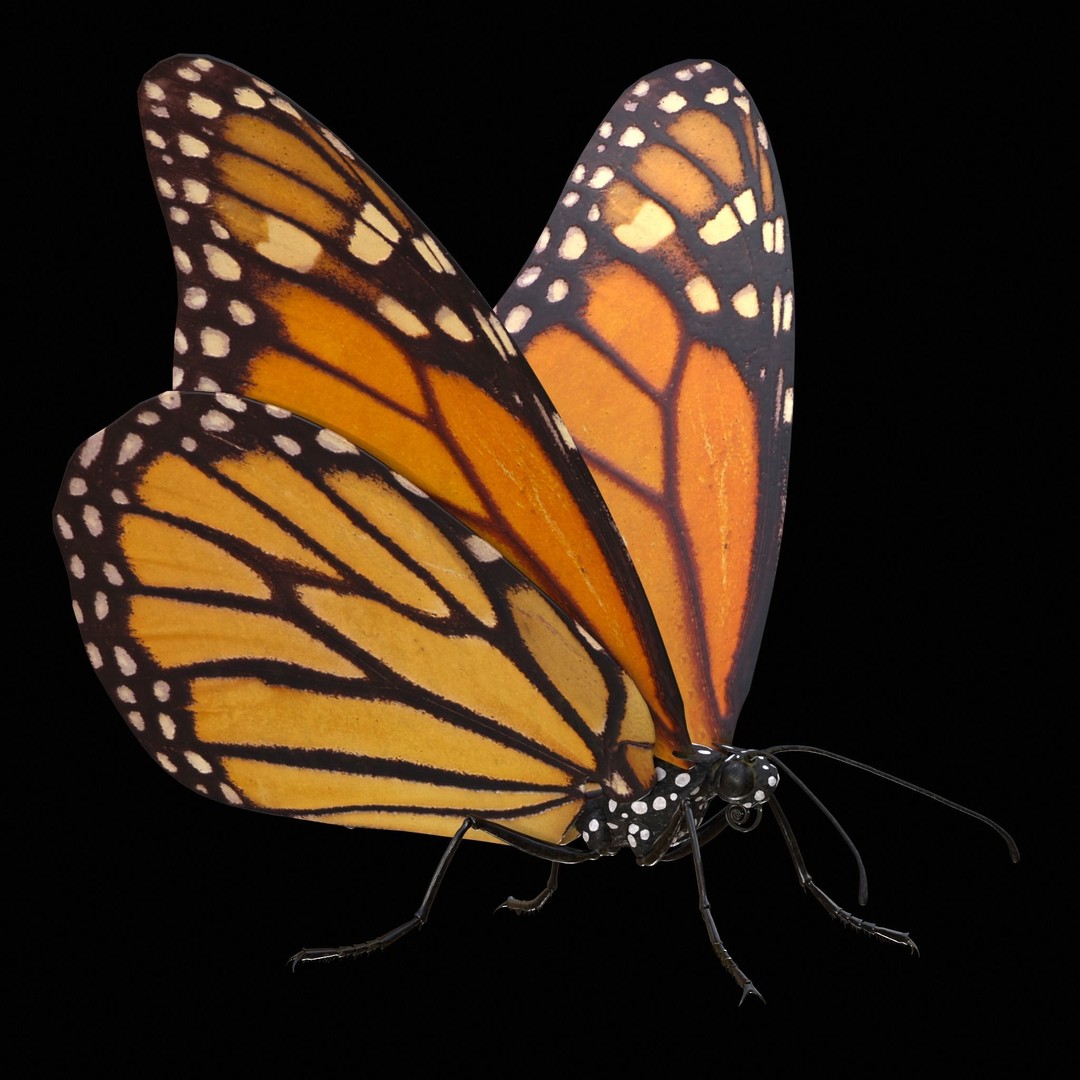 Monarch Butterfly 3D Model – Low Poly PBR Game Asset, FBX/OBJ - View 5
