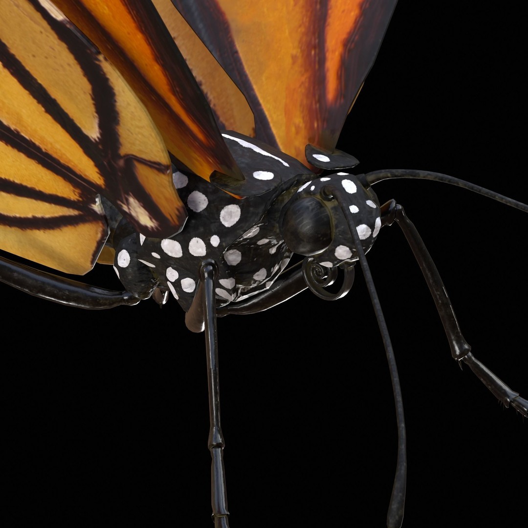 Monarch Butterfly 3D Model – Low Poly PBR Game Asset, FBX/OBJ - View 6