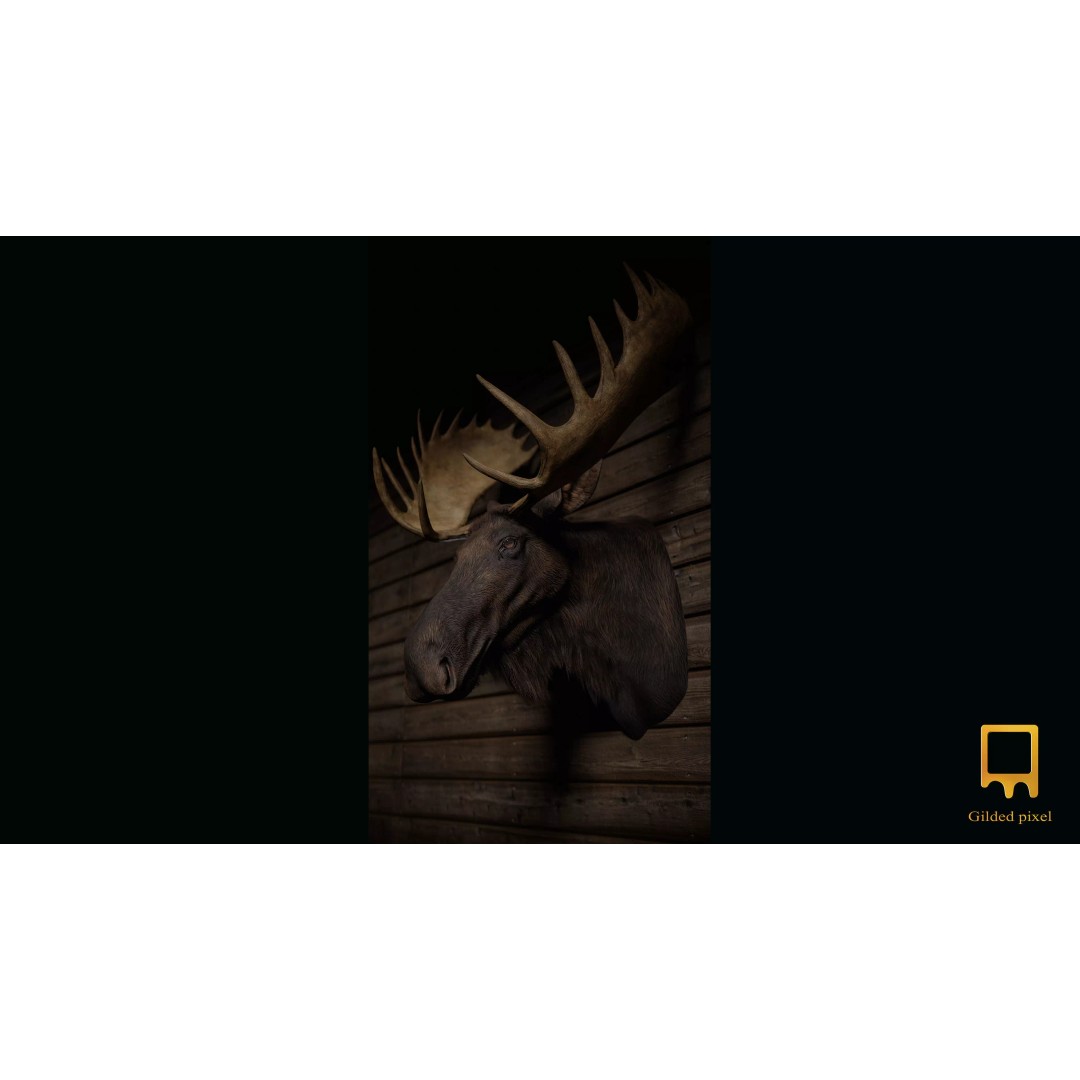 Moose Trophy Head 3D Model – Photorealistic Low Poly Game Asset, FBX - View 2