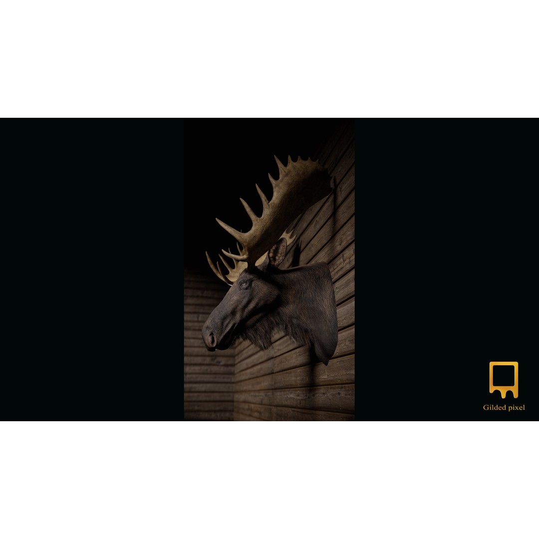 Moose Trophy Head 3D Model – Photorealistic Low Poly Game Asset, FBX - View 5