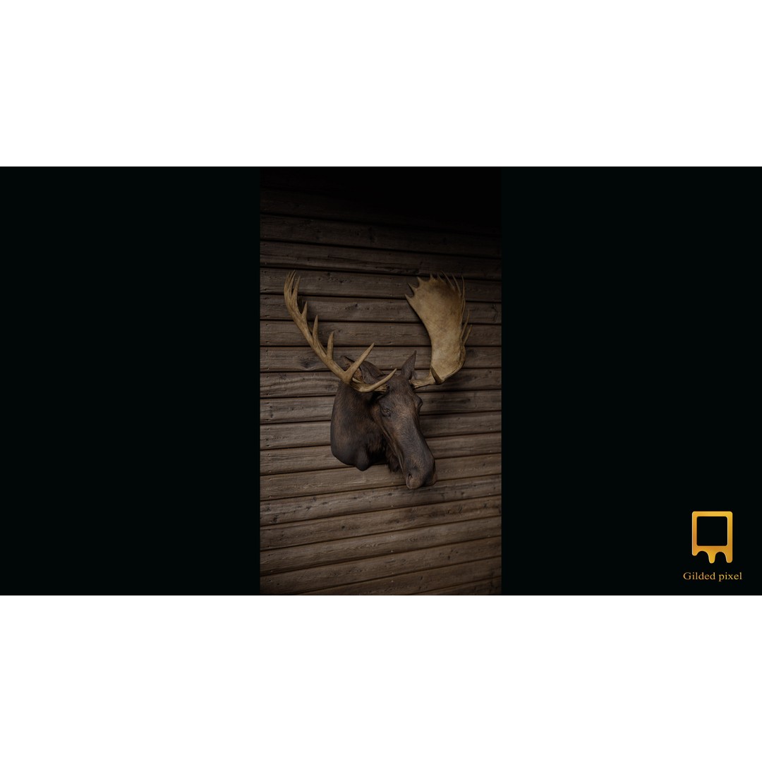 Moose Trophy Head 3D Model – Photorealistic Low Poly Game Asset, FBX - View 6