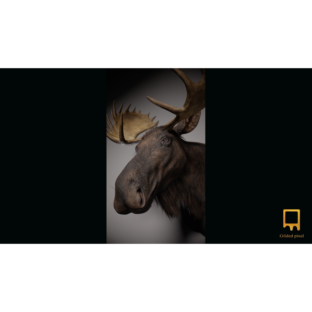 Moose Trophy Head 3D Model – Photorealistic Low Poly Game Asset, FBX - View 7