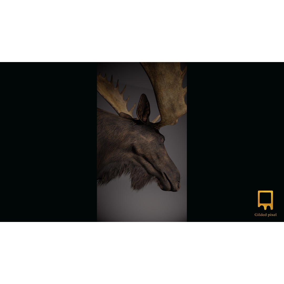 Moose Trophy Head 3D Model – Photorealistic Low Poly Game Asset, FBX - View 8