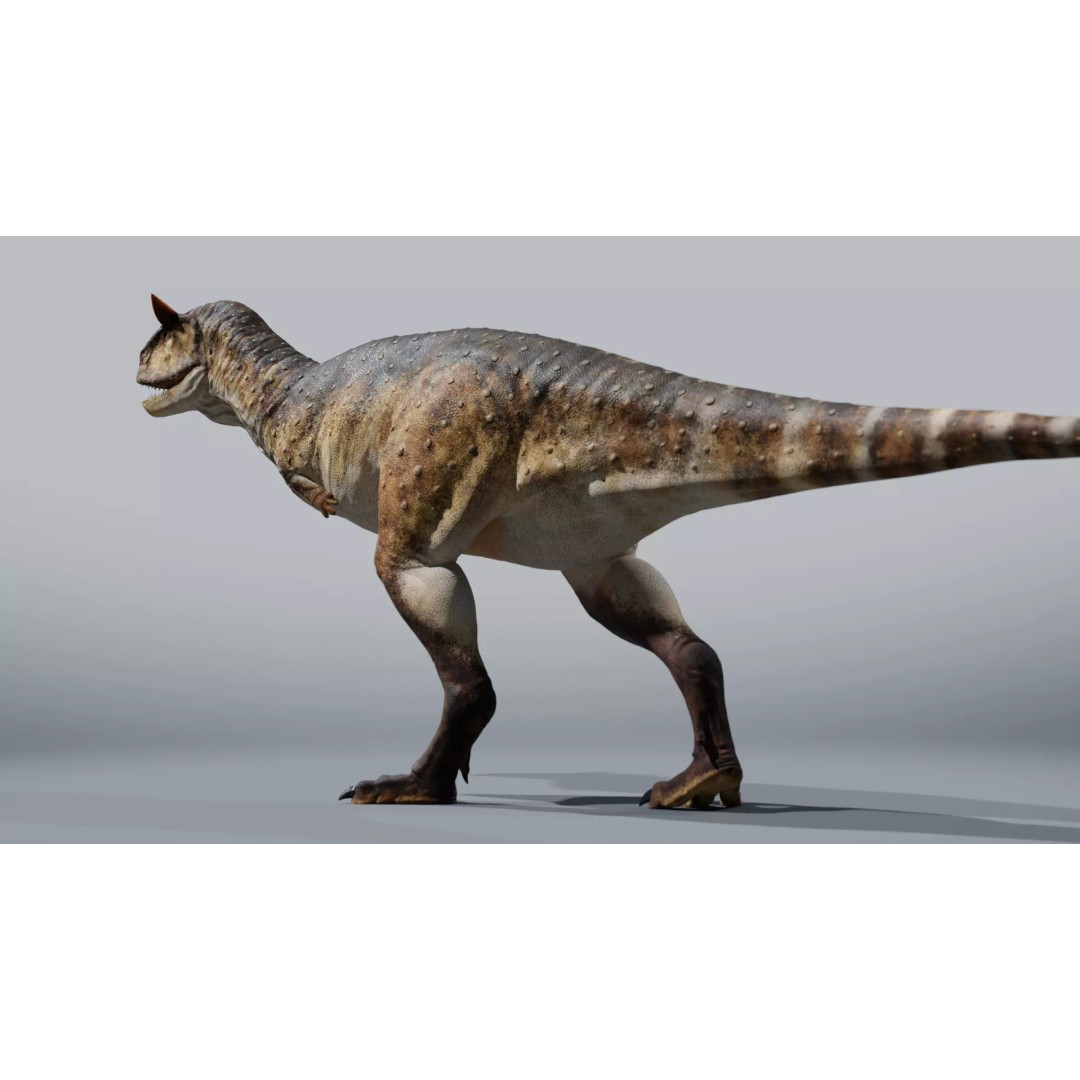 Carnotaurus 3D Model – Low Poly Rigged Asset with PBR Textures - View 6