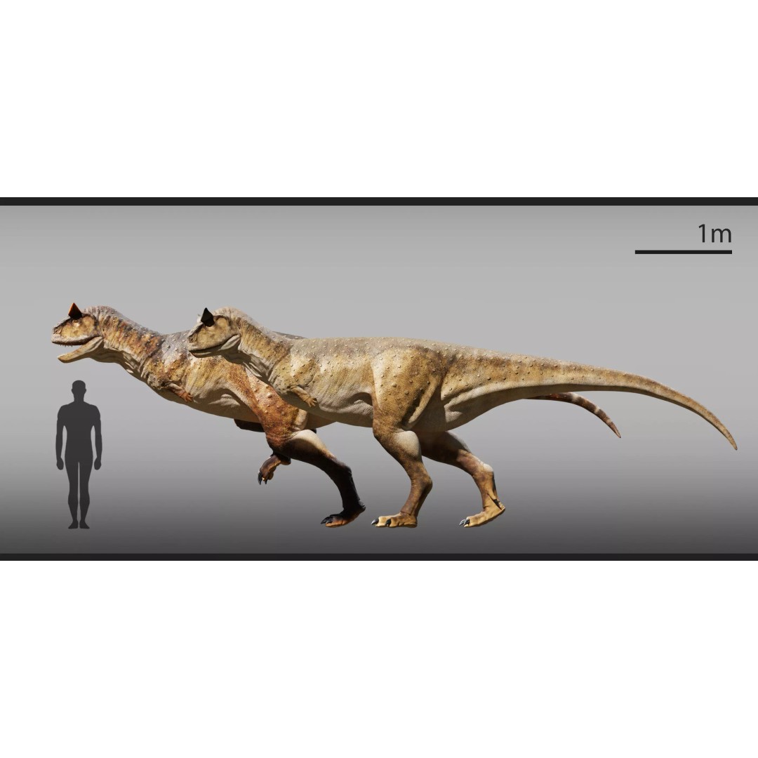 Carnotaurus 3D Model – Low Poly Rigged Asset with PBR Textures - View 8