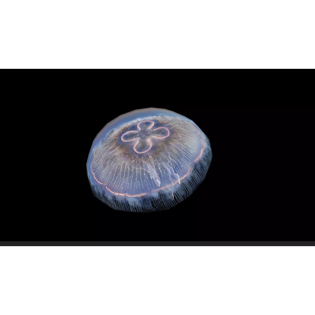 Jellyfish 3D Model – Low Poly Animated Marine Asset, FBX, PBR