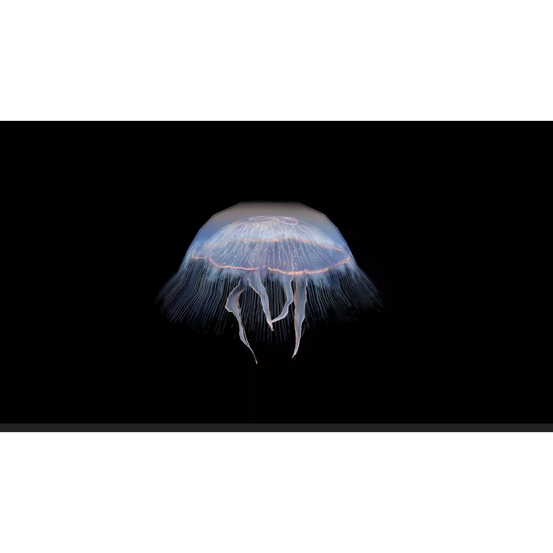 Jellyfish 3D Model – Low Poly Animated Marine Asset, FBX, PBR - View 47