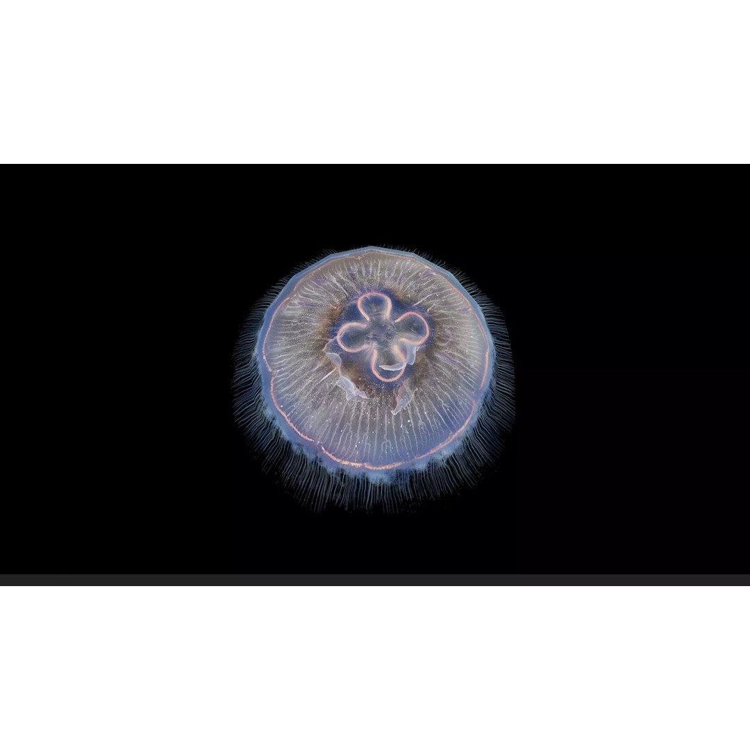 Jellyfish 3D Model – Low Poly Animated Marine Asset, FBX, PBR - View 48