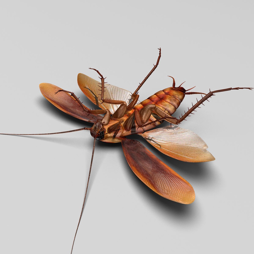 Realistic Cockroach 3D Model – Rigged Insect Asset, FBX - View 10