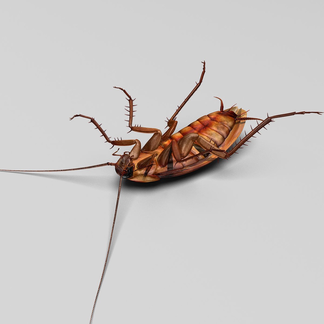 Realistic Cockroach 3D Model – Rigged Insect Asset, FBX - View 11
