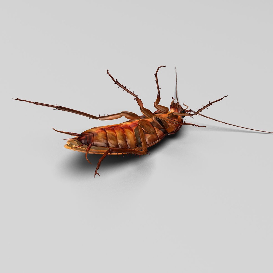 Realistic Cockroach 3D Model – Rigged Insect Asset, FBX - View 12