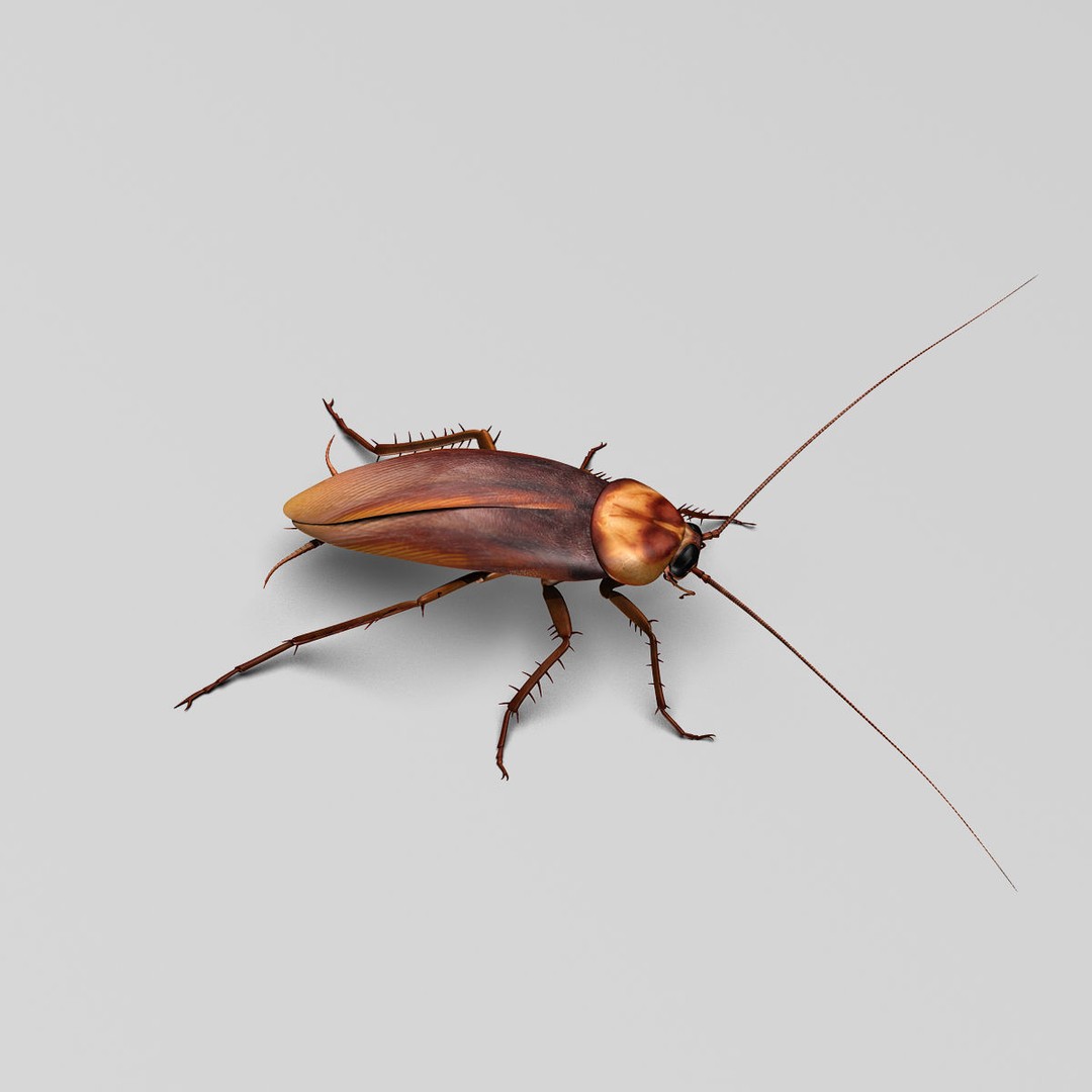 Realistic Cockroach 3D Model – Rigged Insect Asset, FBX - View 13