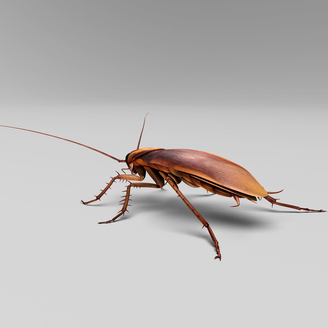 Realistic Cockroach 3D Model – Rigged Insect Asset, FBX - View 14