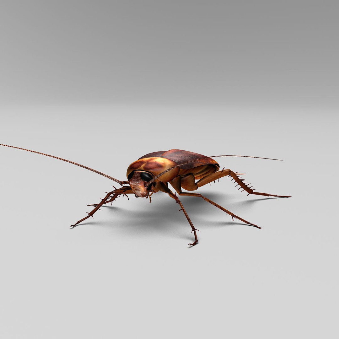 Realistic Cockroach 3D Model – Rigged Insect Asset, FBX - View 15