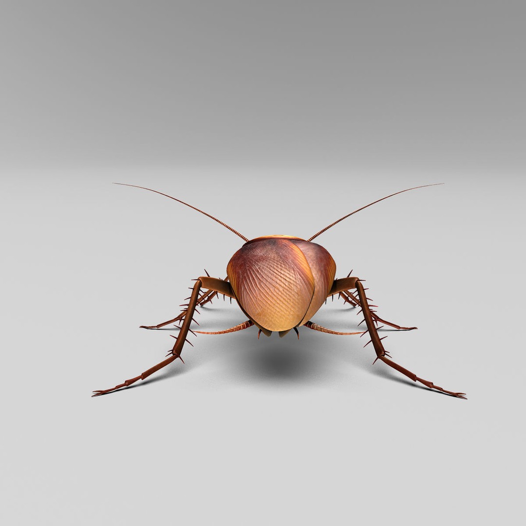 Realistic Cockroach 3D Model – Rigged Insect Asset, FBX - View 16