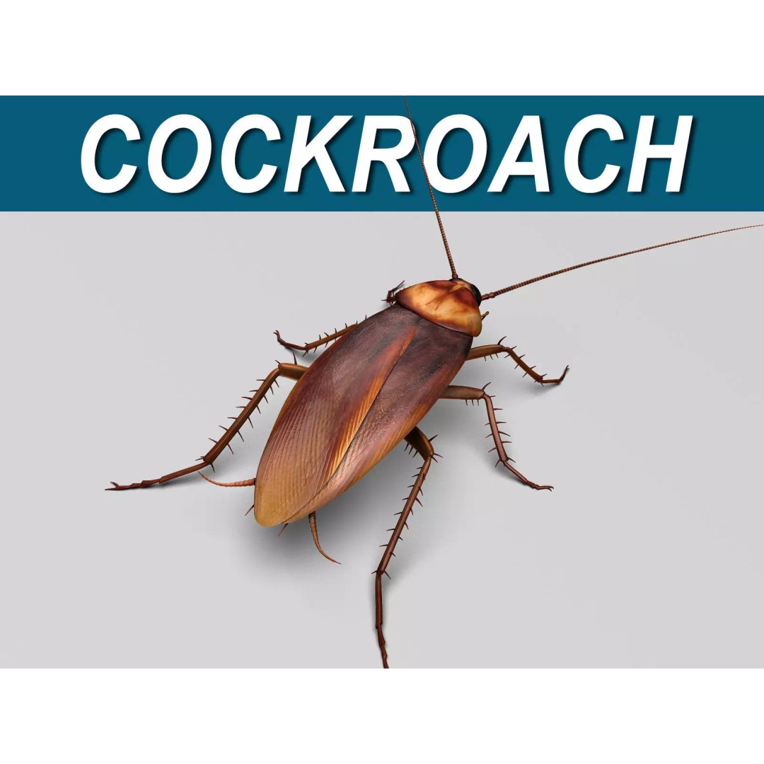 Realistic Cockroach 3D Model – Rigged Insect Asset, FBX - View 2