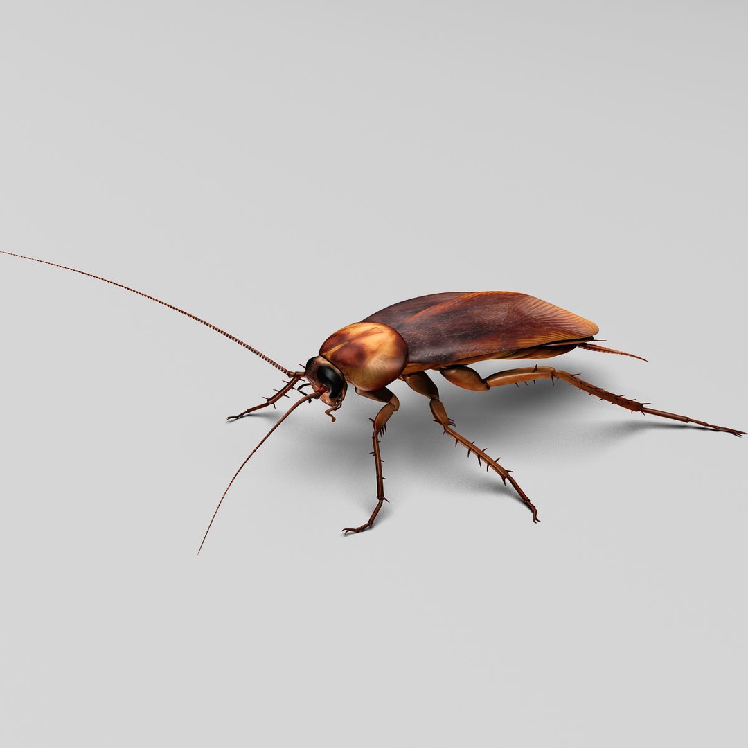 Realistic Cockroach 3D Model – Rigged Insect Asset, FBX - View 3