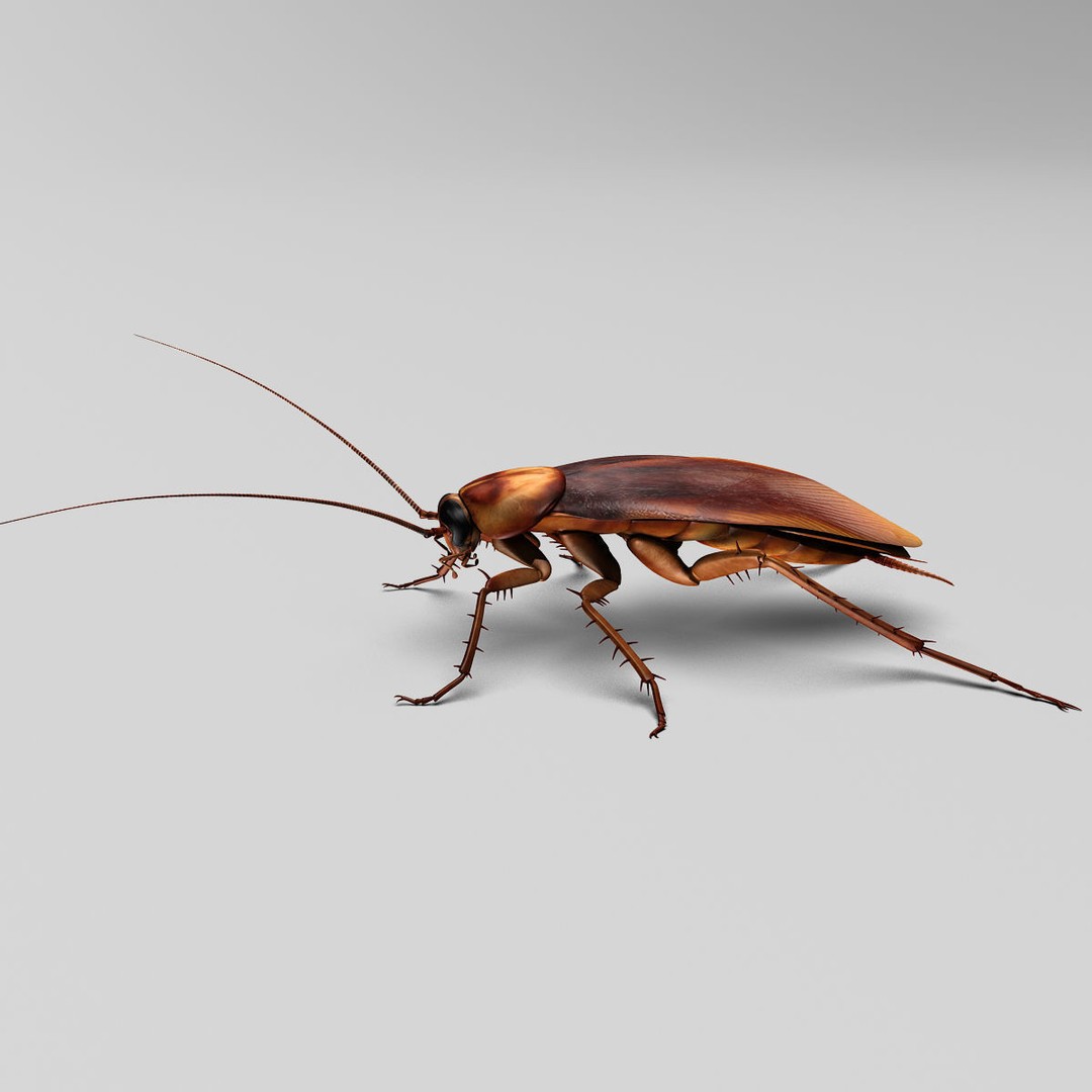 Realistic Cockroach 3D Model – Rigged Insect Asset, FBX - View 4