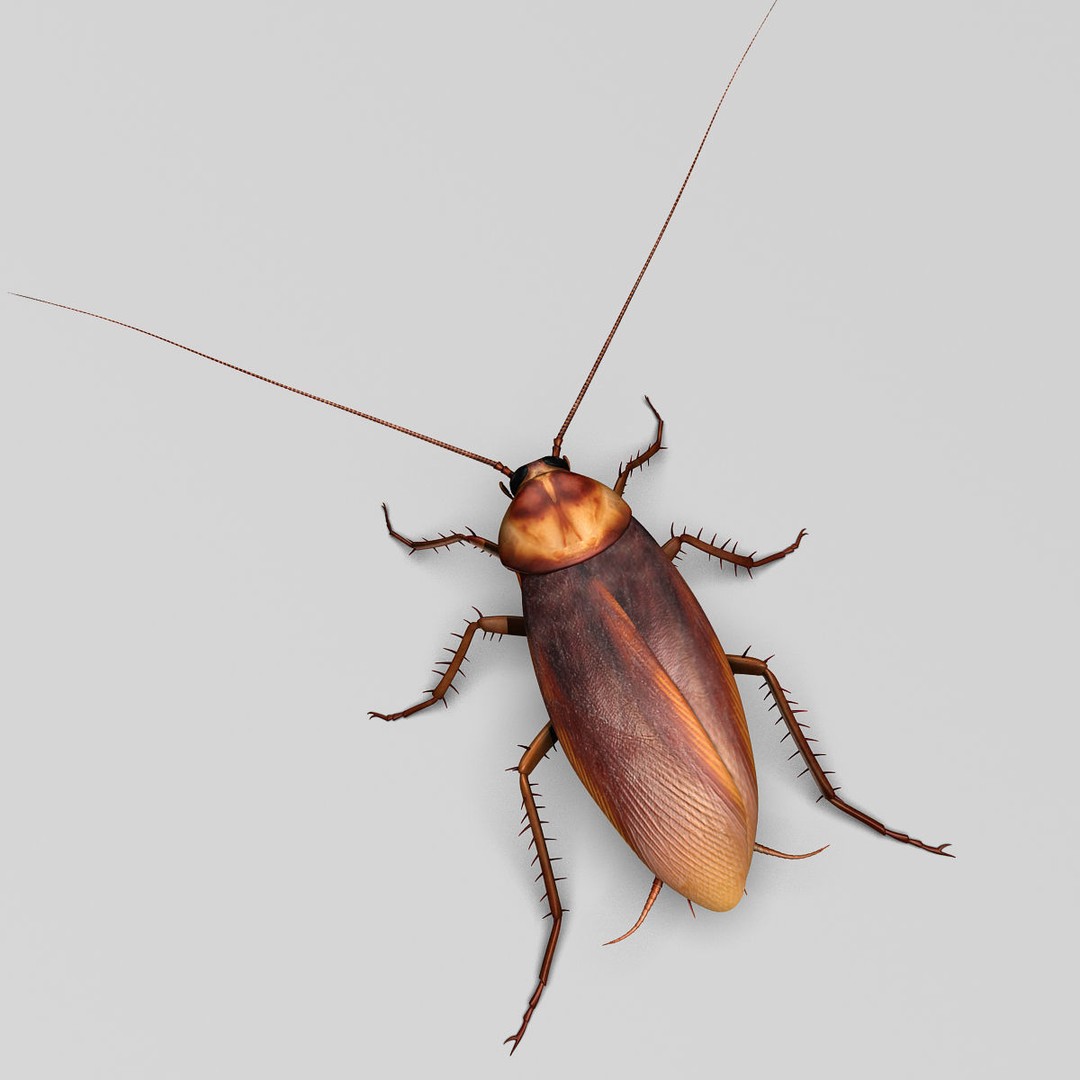 Realistic Cockroach 3D Model – Rigged Insect Asset, FBX - View 5