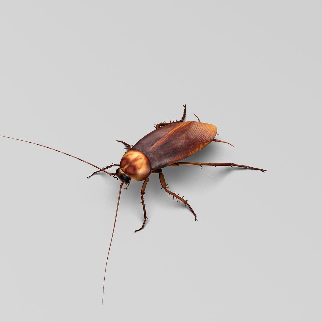 Realistic Cockroach 3D Model – Rigged Insect Asset, FBX - View 6