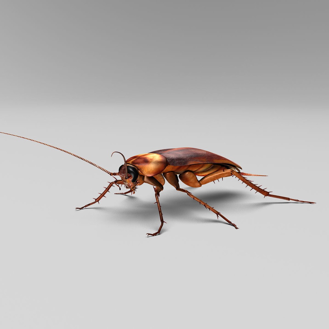Realistic Cockroach 3D Model – Rigged Insect Asset, FBX - View 7