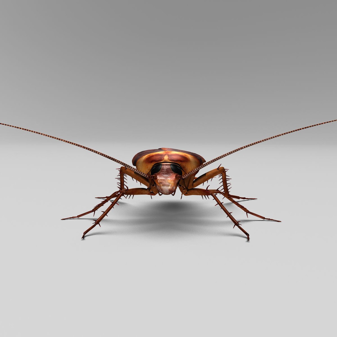 Realistic Cockroach 3D Model – Rigged Insect Asset, FBX - View 8