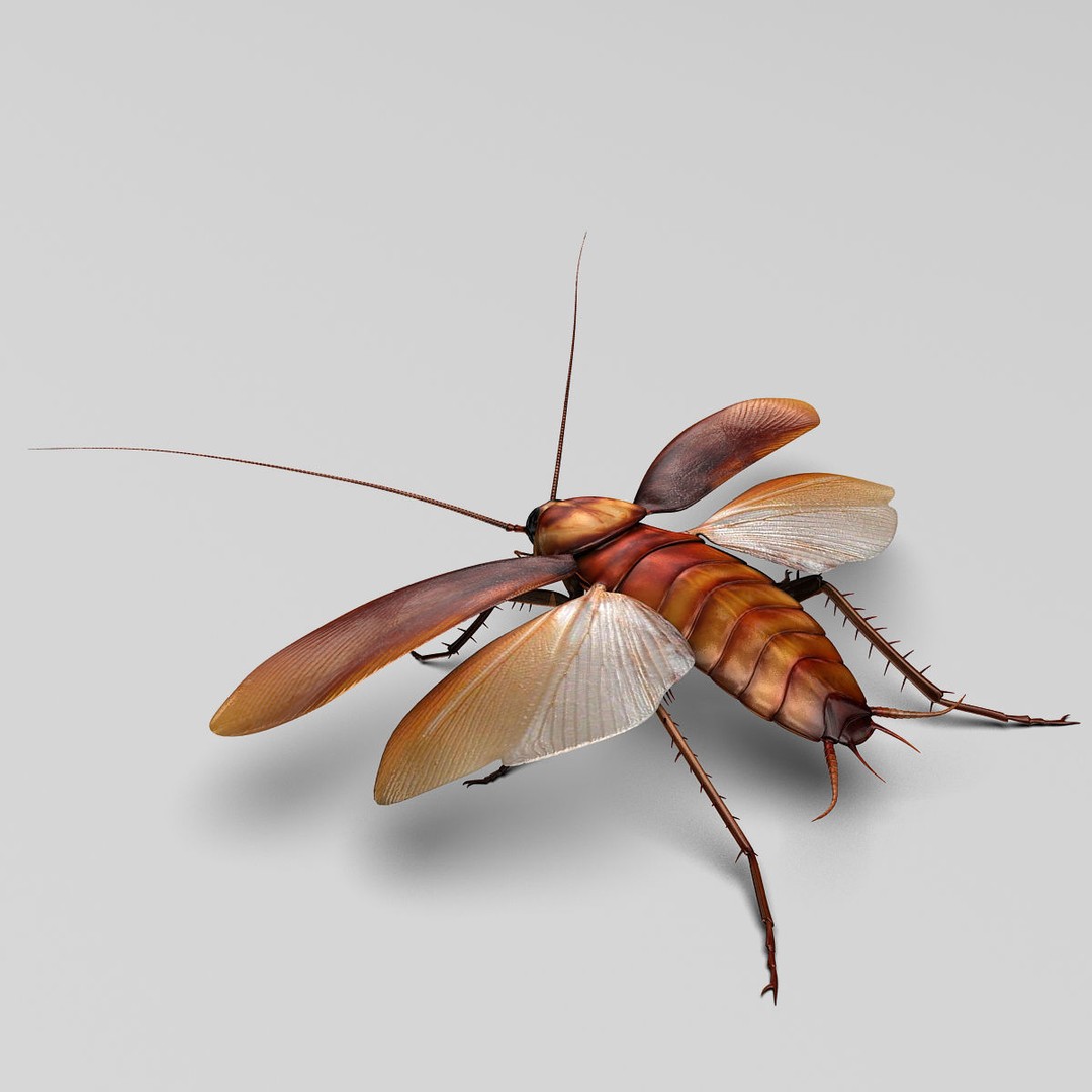 Realistic Cockroach 3D Model – Rigged Insect Asset, FBX - View 9