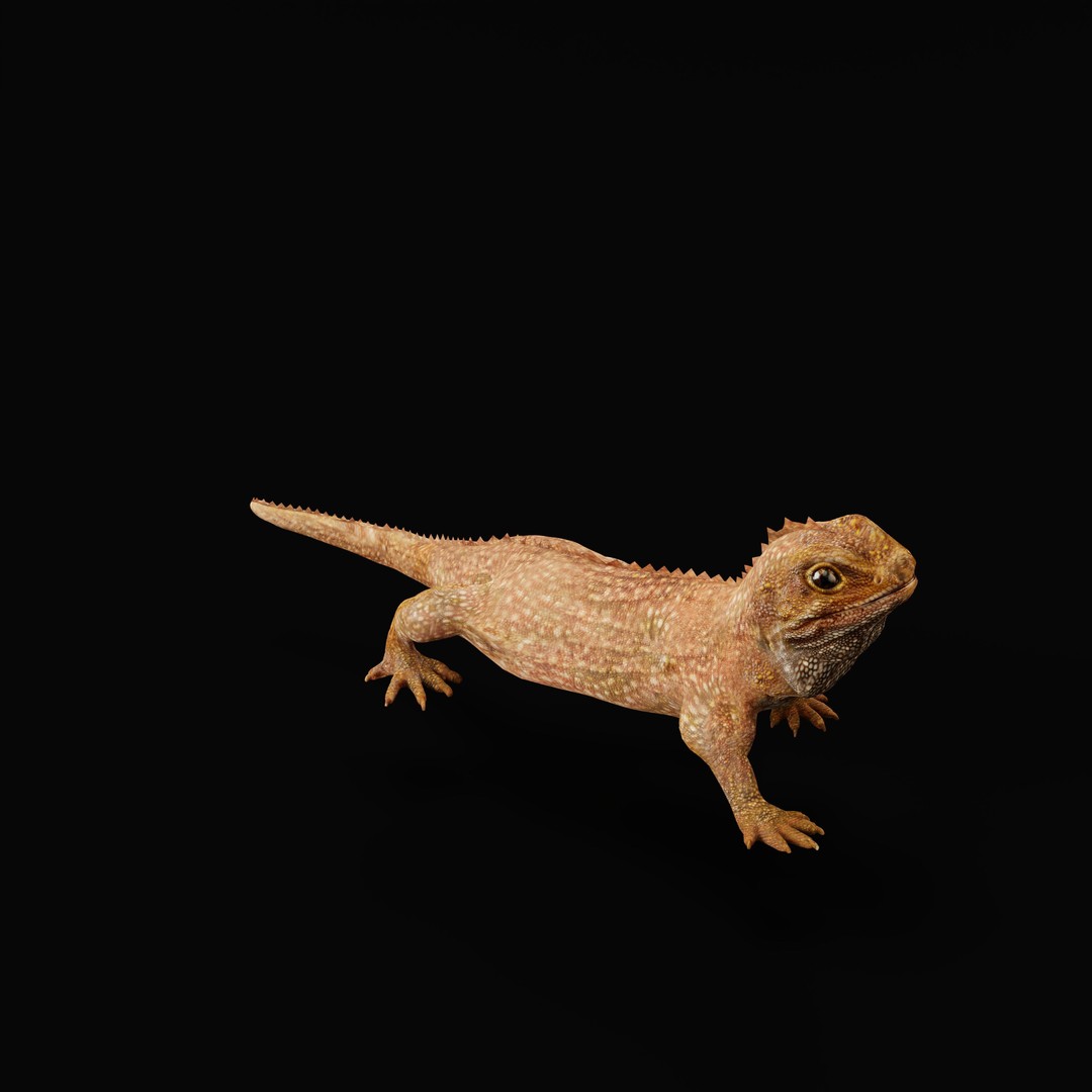 Tuatara Reptile 3D Model – Low Poly Game Ready with Animations