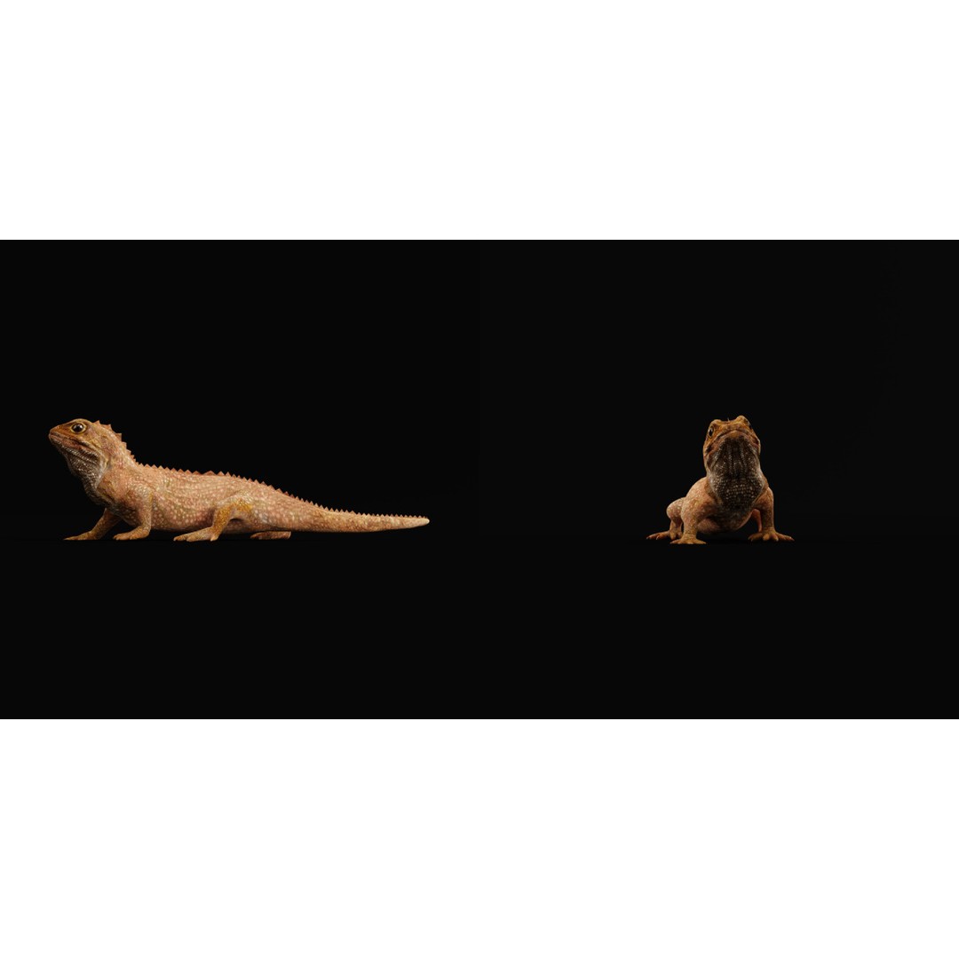Tuatara Reptile 3D Model – Low Poly Game Ready with Animations - View 10