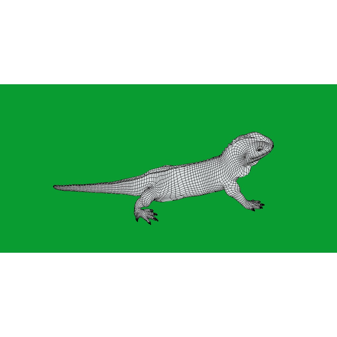 Tuatara Reptile 3D Model – Low Poly Game Ready with Animations - View 14