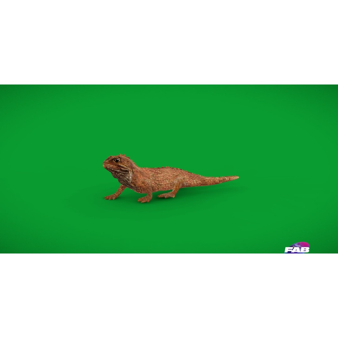 Tuatara Reptile 3D Model – Low Poly Game Ready with Animations - View 16
