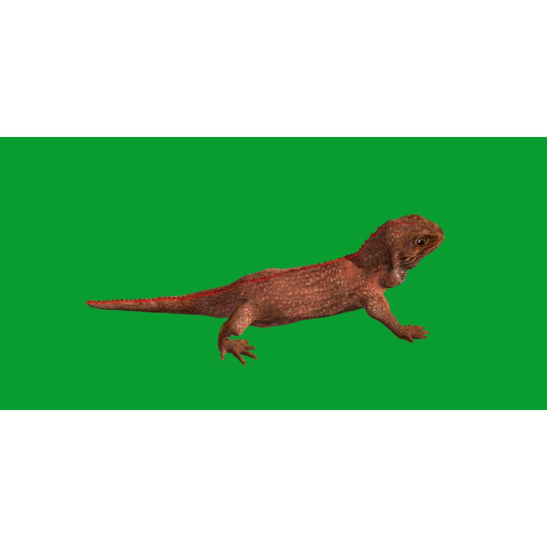 Tuatara Reptile 3D Model – Low Poly Game Ready with Animations - View 17