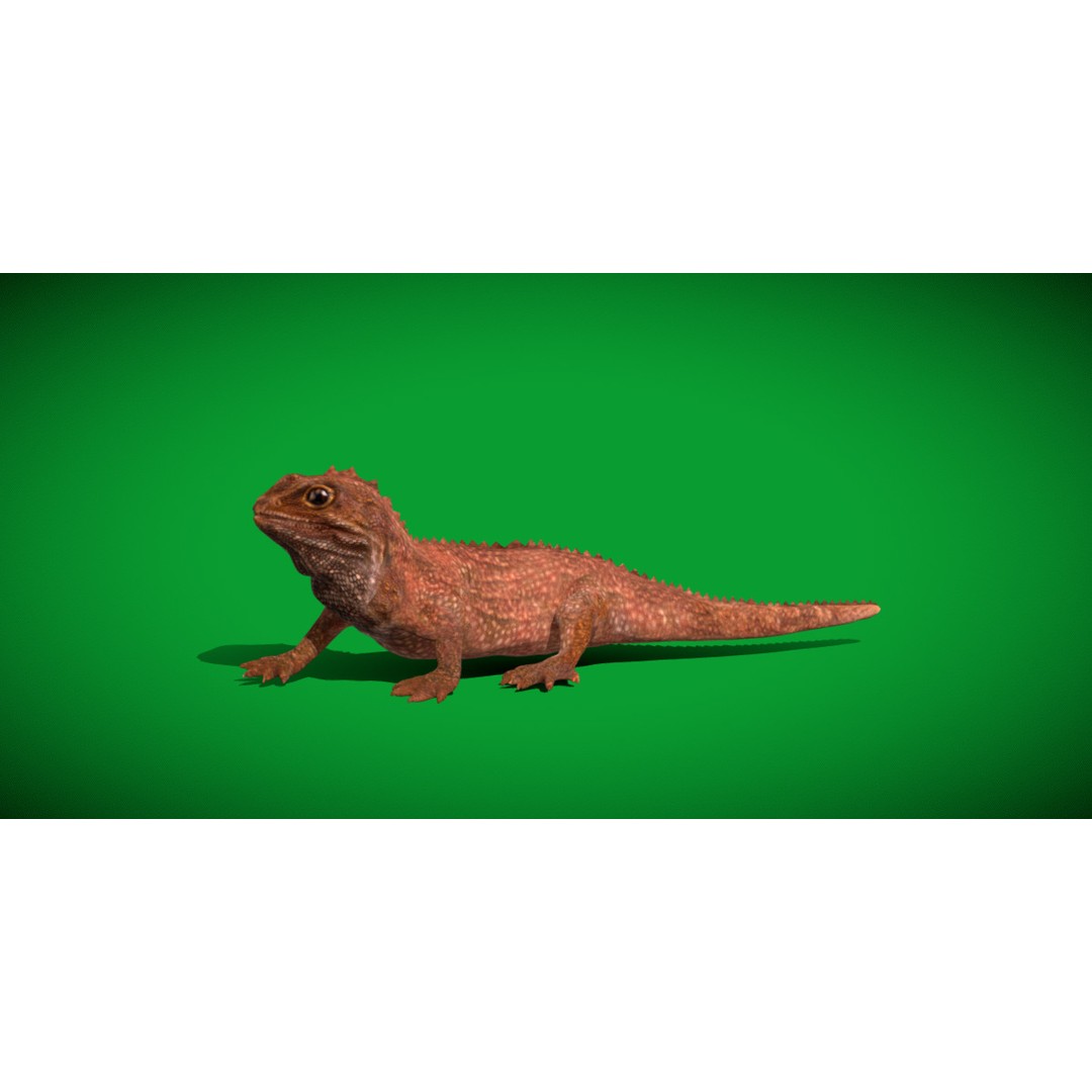 Tuatara Reptile 3D Model – Low Poly Game Ready with Animations - View 20